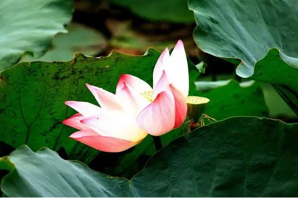 朱自清荷塘月色地点在哪里