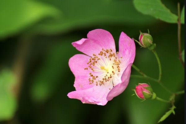 什么花在什么时候开放？