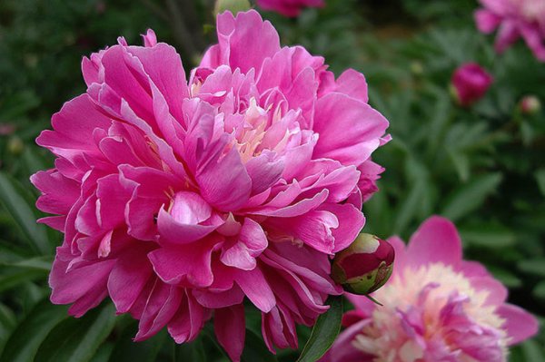 什么花在什么时候开放？