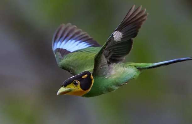 比冀双飞打一生肖