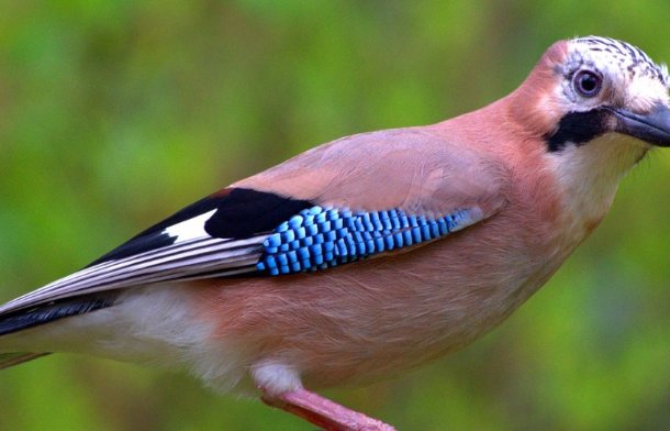 比冀双飞打一生肖