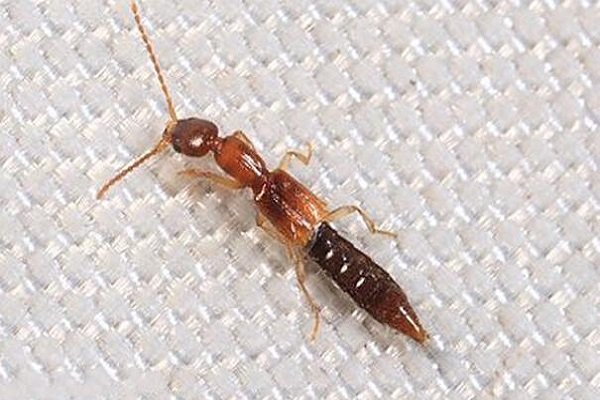 中国十大毒虫有哪些？