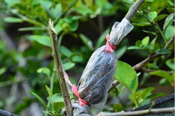 1500万年前的枣被发现，不断嫁接果树，是否会影响自然平衡？