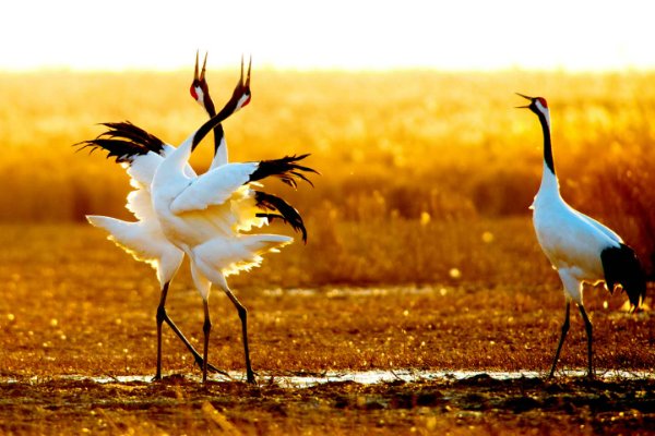 哪句诗描写的是立秋的景色蚂蚁庄园