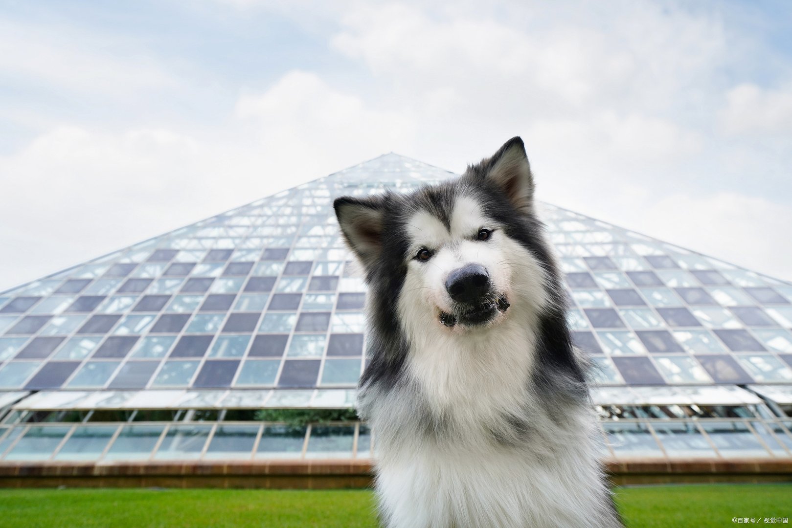 你知道阿拉斯加吃什么牌子的狗粮好吗?你能说说吗？