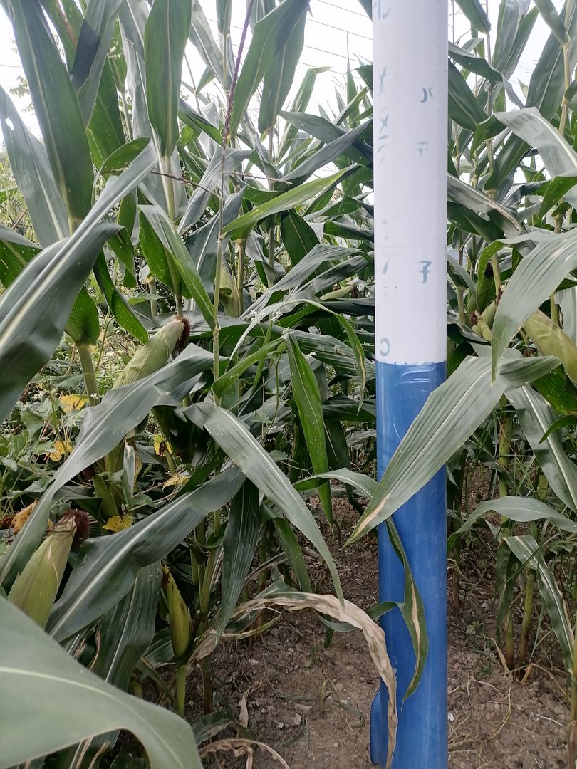 为什么男人不喜欢女人叫他老公，是不是他不爱这个女人，才不会让这个女人叫他老公？