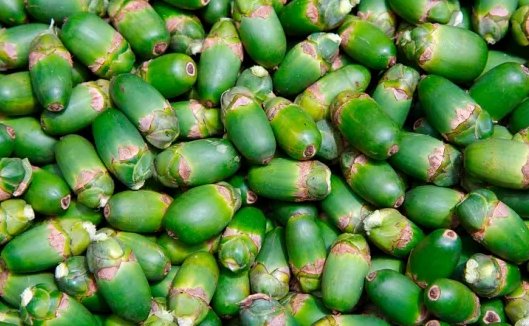 市面上槟榔“口香糖”兴起，这是槟榔的又一条出路吗？