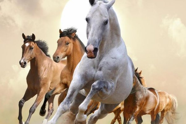 坎坷不平代表什么生肖动物