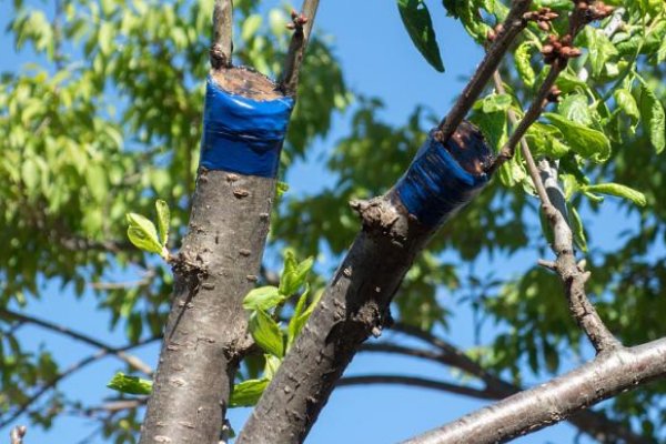 1500万年前的枣被发现，不断嫁接果树，是否会影响自然平衡？