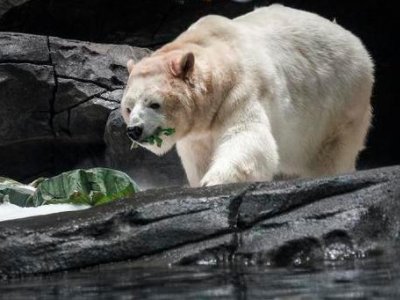 武汉北极熊端午节吃上特制的“冰粽子”，什么馅儿的粽子是它们的最爱？
