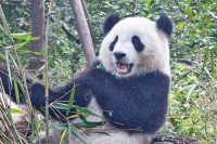 国家保护大熊猫的法律有哪些？