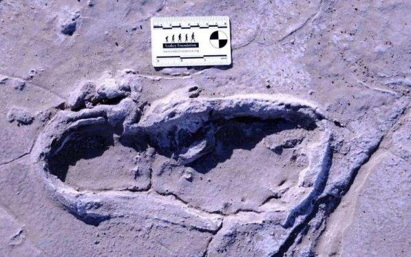 沙特发现距今12万年前的人类脚印,如何断定这是人的脚印?