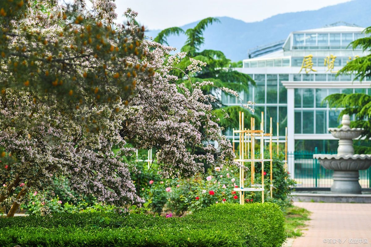 世界上生长速度最快的植物，杂交杨树每年可以生长十英尺，大家知道吗？