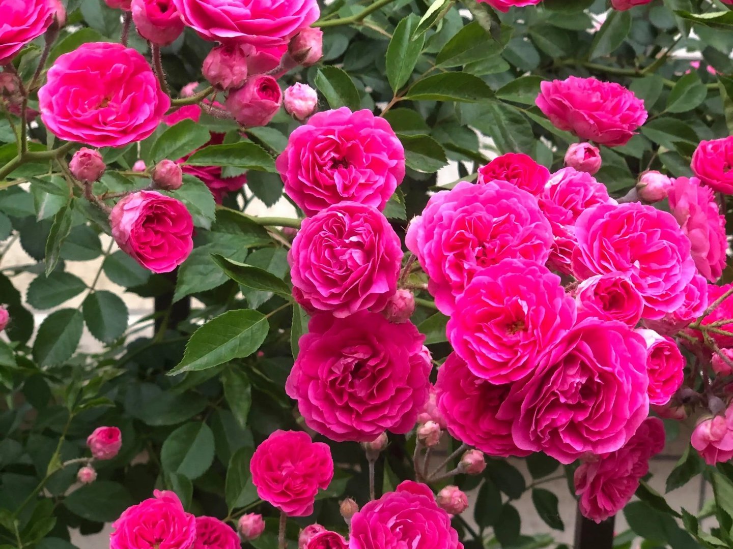 红木香花为什么不能种