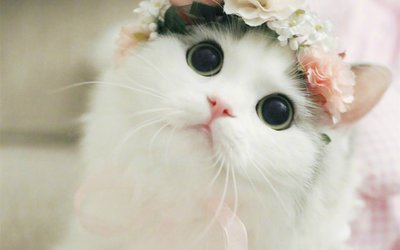 福建龙岩，四只猫半夜从天而降全部坠亡，这是否是一起虐杀动物的案件？