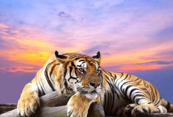 心口如一打一生肖是什么