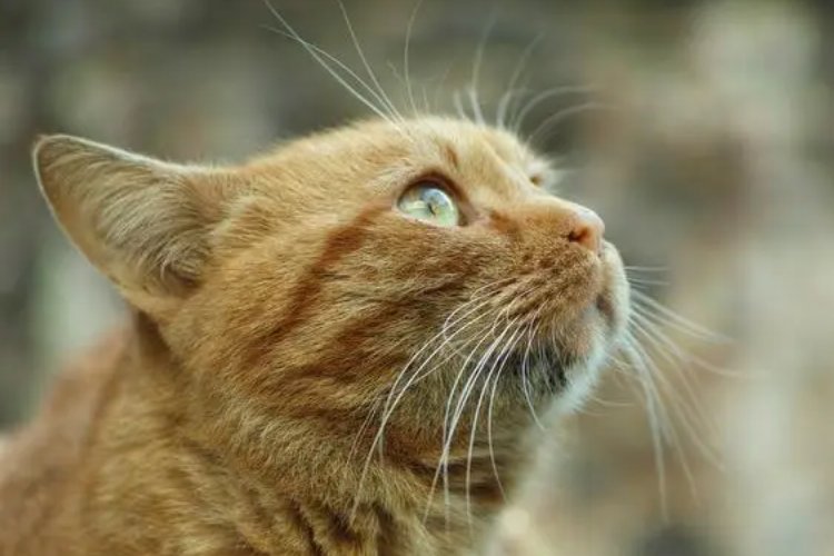 仰的组词和拼音