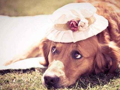 北京宠物用品批发市场有哪些？