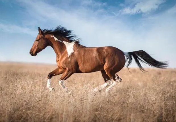 砥砺前行开过什么生肖