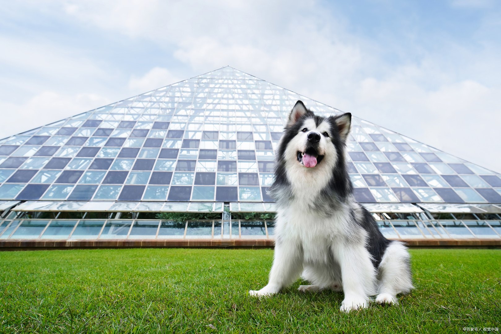 你知道阿拉斯加吃什么牌子的狗粮好吗?你能说说吗？