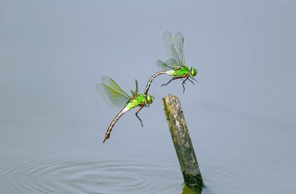 蜻蜓点水是什么原因？