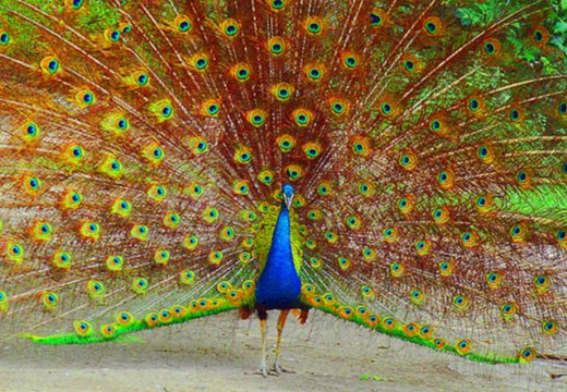 小妾孔雀开屏是指什么?