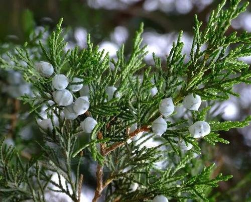 龙柏和圆柏之间叶子的差别