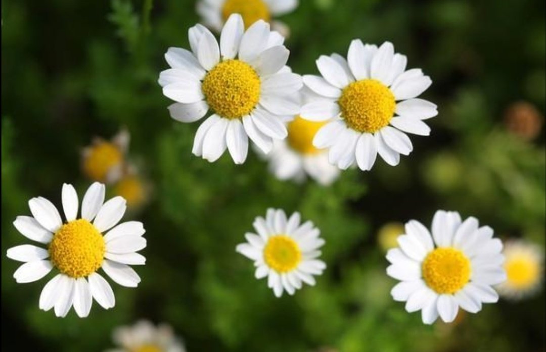 雏菊长什么样子