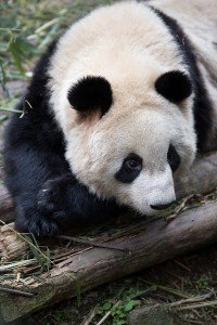 国家保护大熊猫的法律有哪些？