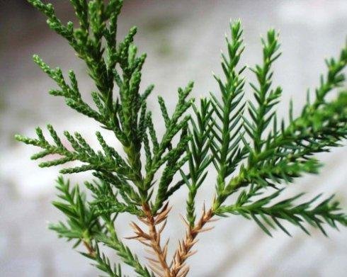 龙柏和圆柏之间叶子的差别