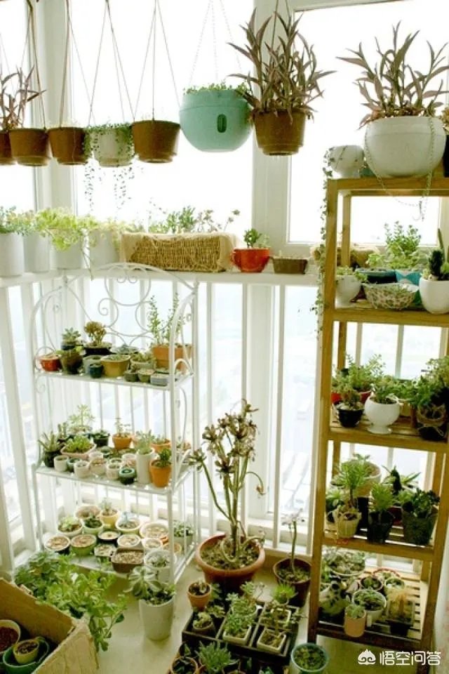 长方形的小阳台怎么打造小花园？