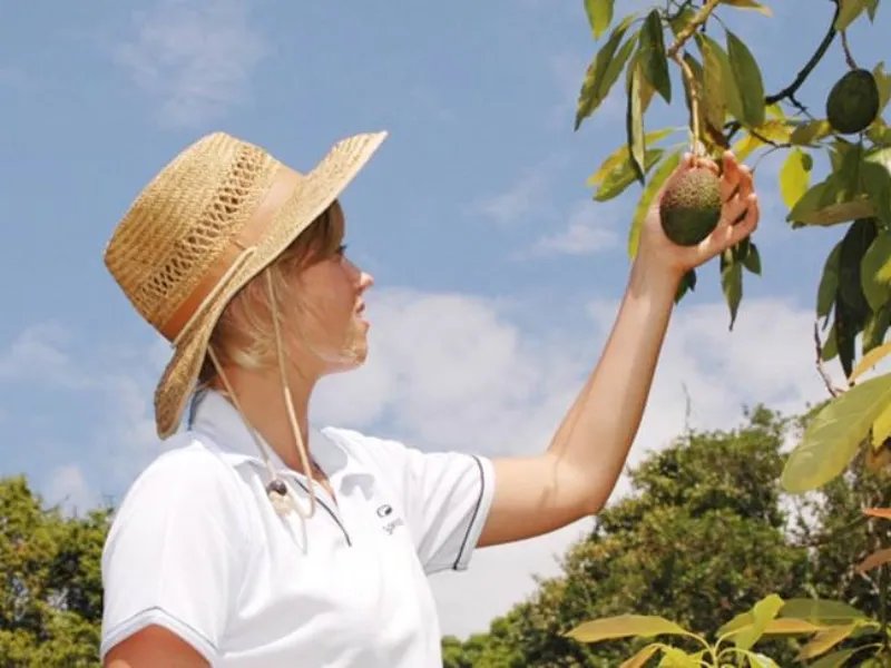 男子用牛油果抢银行为什么会成功？