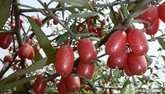 云南蒙自天坑发现百年未见植物 属于极危物种