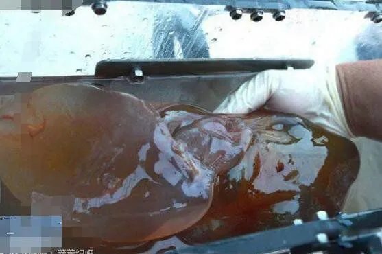 蛟龙号看见了什么 蛟龙号马里亚纳海沟6699米处抓拍