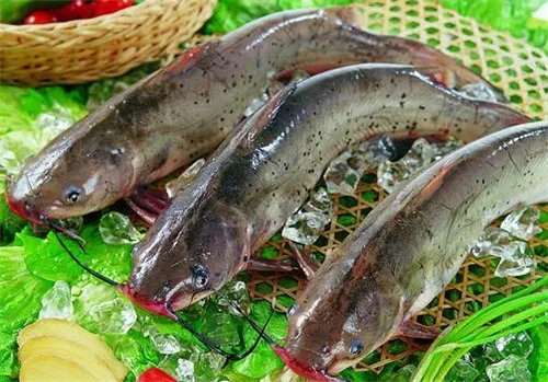 长江回鱼的营养价值有哪些  长江回鱼的作用有哪些