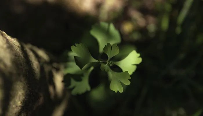 夏九九歌顺口溜 夏九九歌的意思