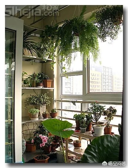 长方形的小阳台怎么打造小花园？