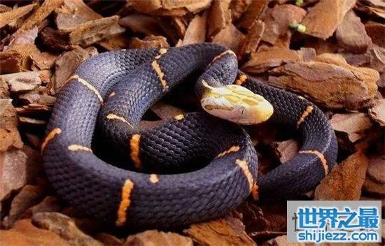 白头蝰蛇值多少钱?毒性极强瞬间让血凝固