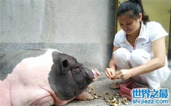 宠物猪长成300斤巨猪,最终只能当饲养猪养着