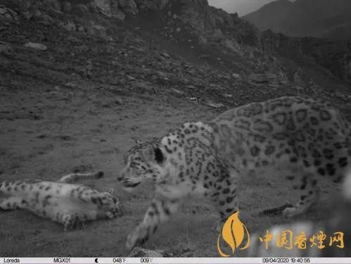 青海海东首次发现雪豹 画面照片曝光！