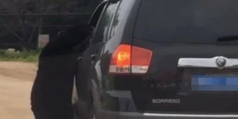 开窗投食被熊扒住结果如何?