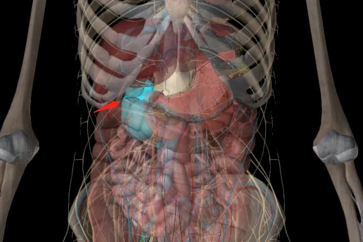 肚脐周围器官位置图片大全