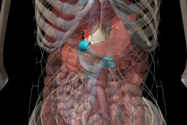 肚脐周围器官位置图片大全