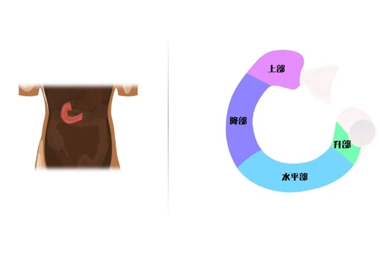 十二指肠在人体什么位置示意图