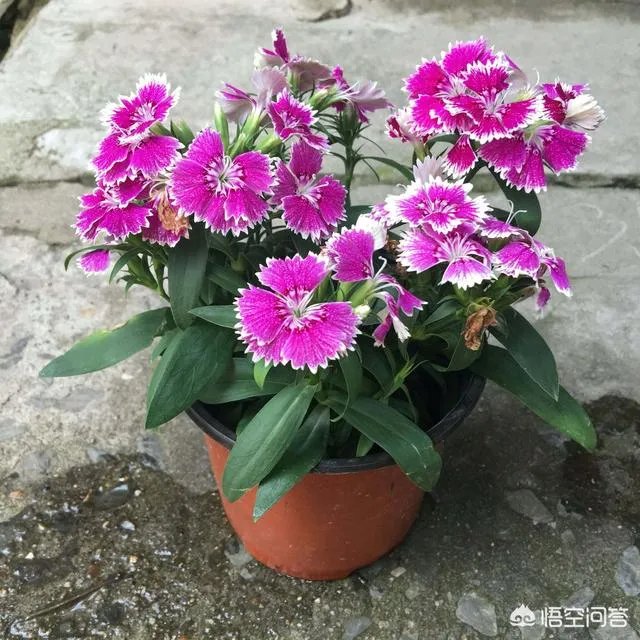 农村山里的石竹子,有什么作用和功效?