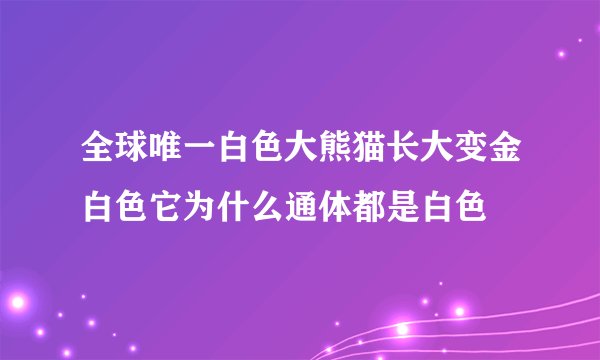 全球唯一白色大熊猫长大变金白色它为什么通体都是白色