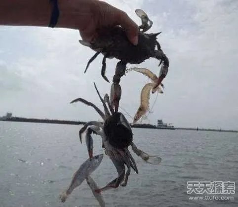 男子用小螃蟹钓鱼 下幕不敢相信(组图)