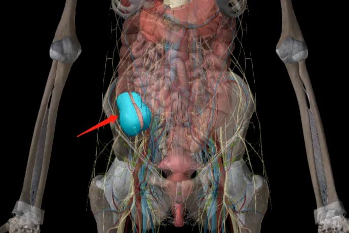 肚脐周围器官位置图片大全