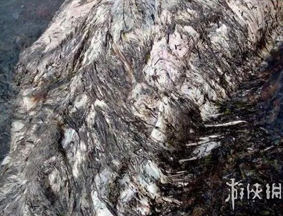 海滩惊现怪兽尸体 盘点10大轰动全球的海滩神秘怪兽