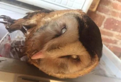 广西查获候鸟窝点 3万多只候鸟得以放飞